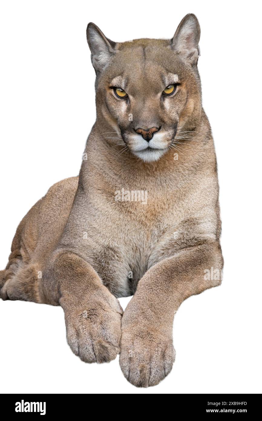 beau cougar fier se trouve isolé sur fond blanc Banque D'Images