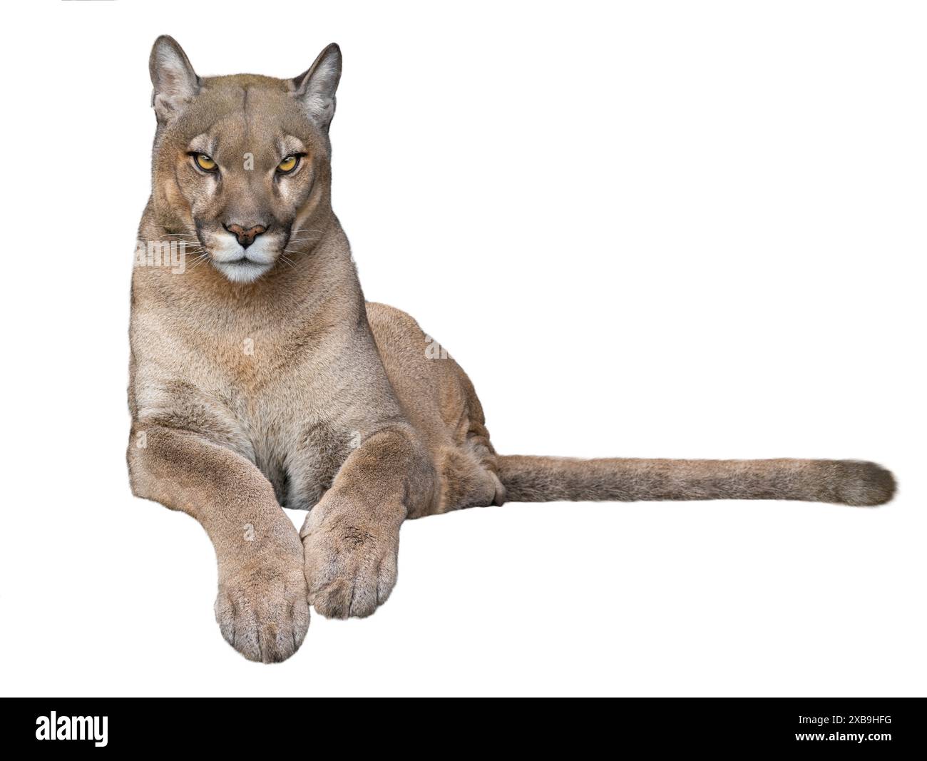 beau cougar fier se trouve isolé sur fond blanc Banque D'Images