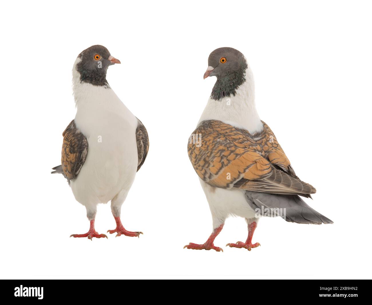 deux pigeons allemands de modène isolés sur fond blanc Banque D'Images deux pigeons allemands de modène isolés sur fond blanc Banque D'Images
