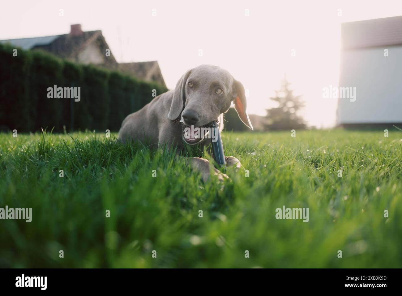Chien Weimaraner jouant dehors Banque D'Images