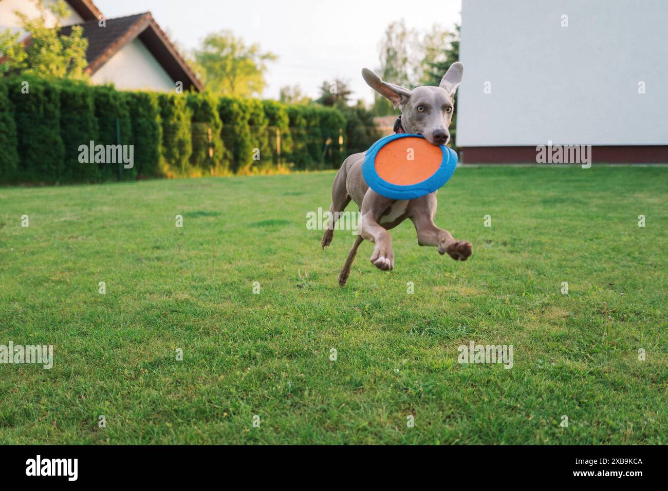 Chien gris Weimaraner jouant dehors Banque D'Images