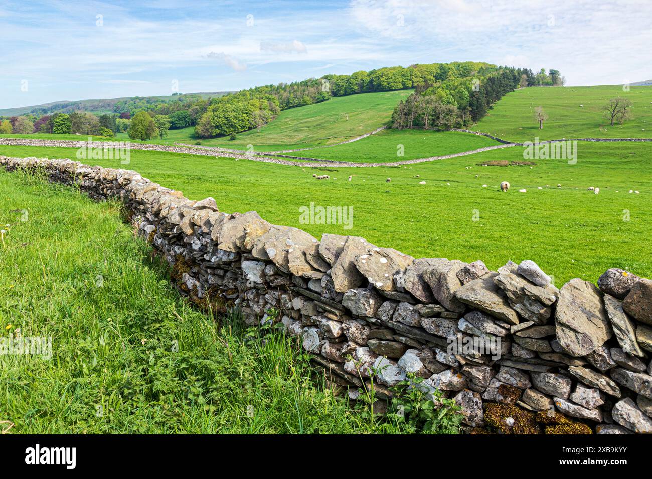 Murs de pierre sèche et moutons pâturant sur un vieux système de champs sur les Pennines près du village de Clapham, Yorkshire du Nord, Angleterre Royaume-Uni Banque D'Images