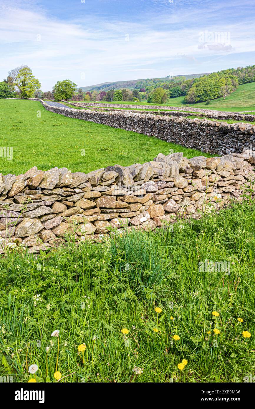 Murs en pierre sèche et pissenlits sur les Pennines près du village de Clapham, North Yorkshire, Angleterre Royaume-Uni Banque D'Images