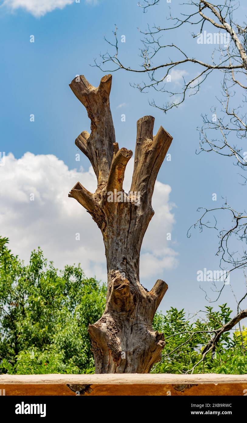 Tronc d'arbre sec. Banque D'Images