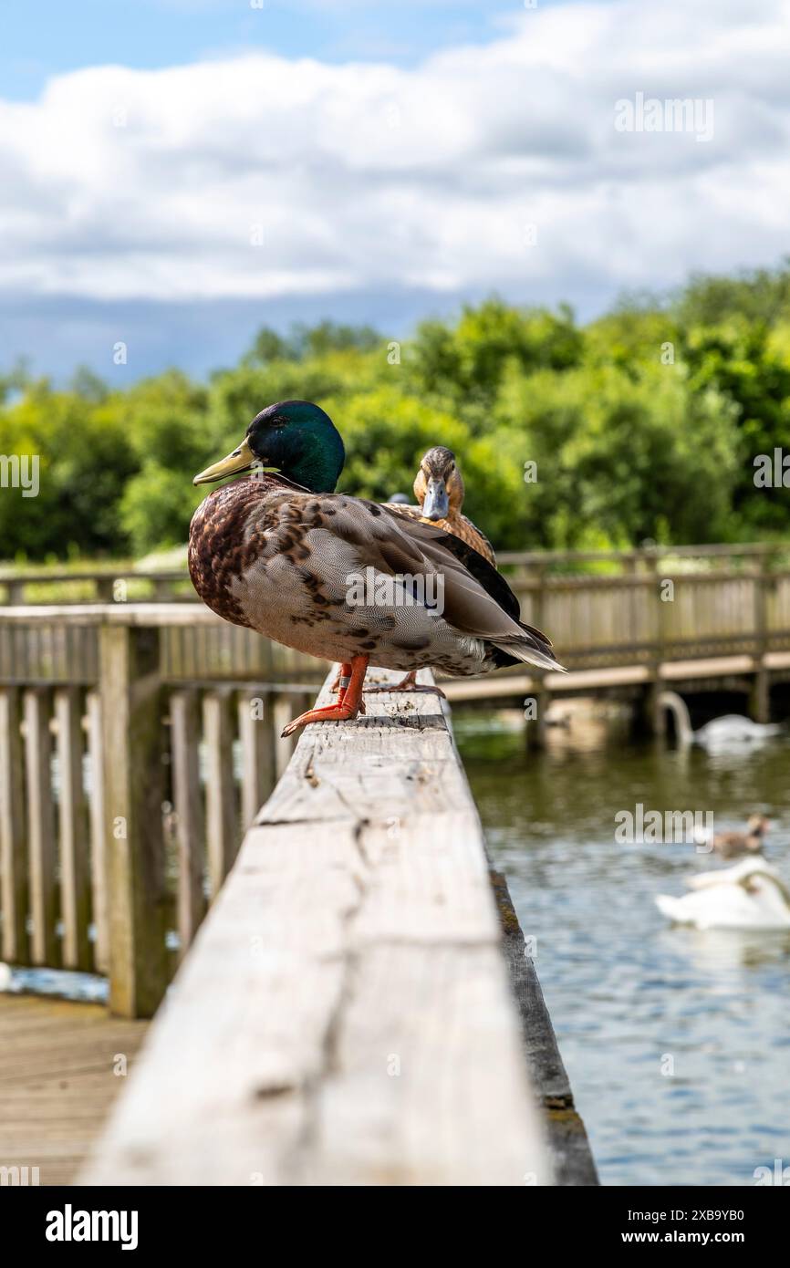 Une paire de canards colverts. WWT Slimbridge Banque D'Images