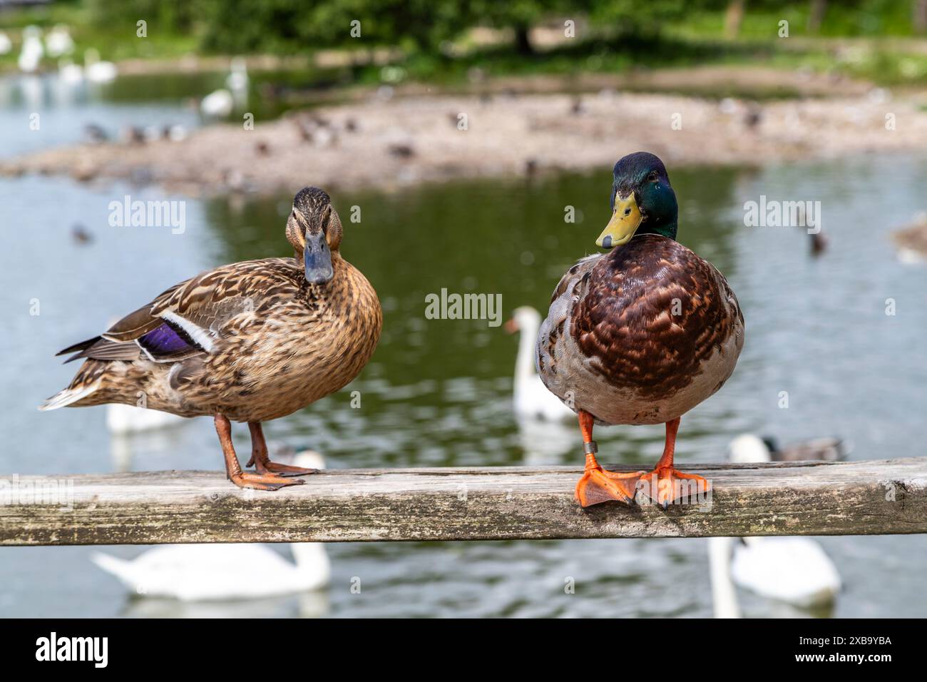 Une paire de canards colverts. WWT Slimbridge Banque D'Images