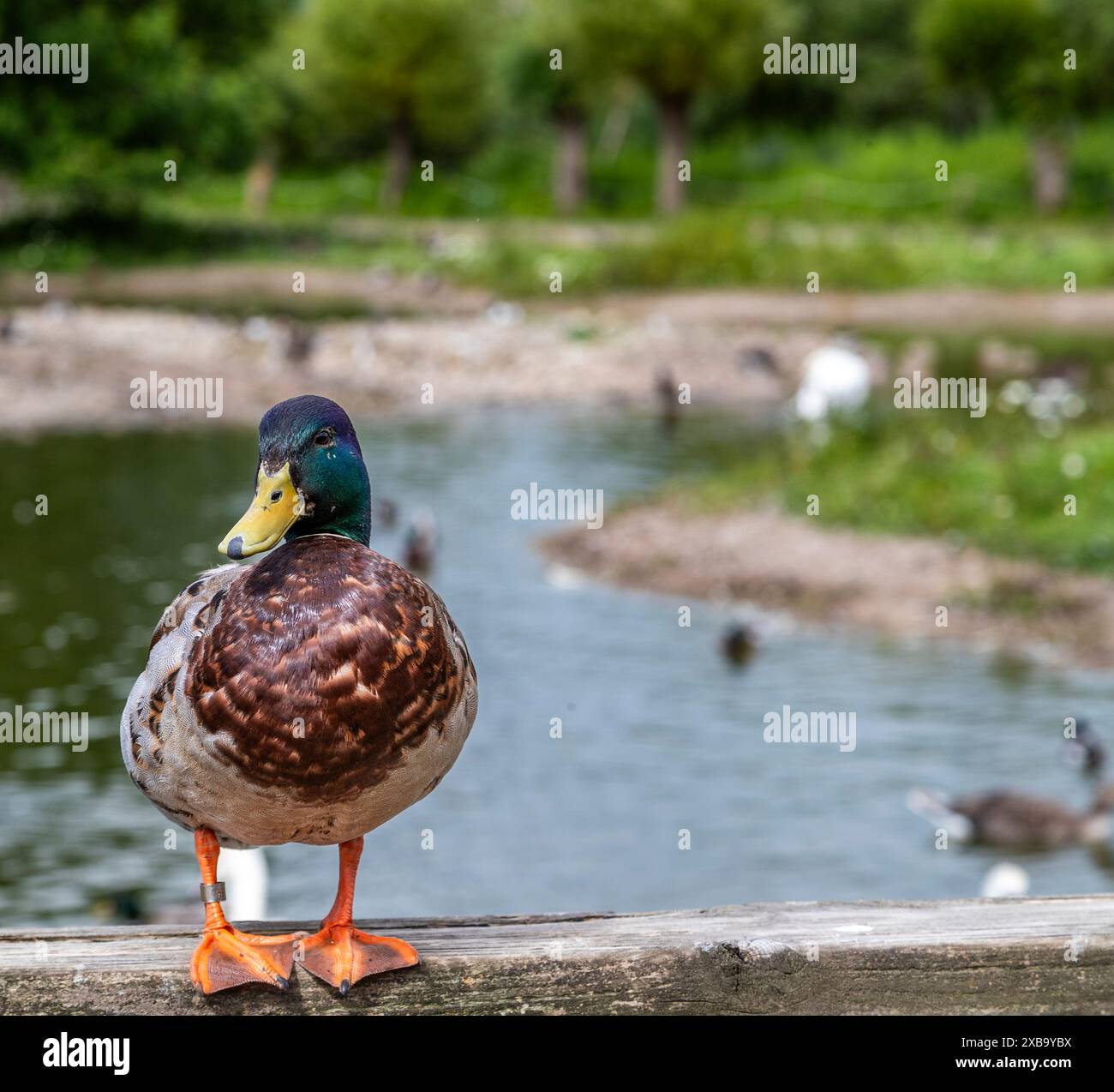 Une paire de canards colverts. WWT Slimbridge Banque D'Images