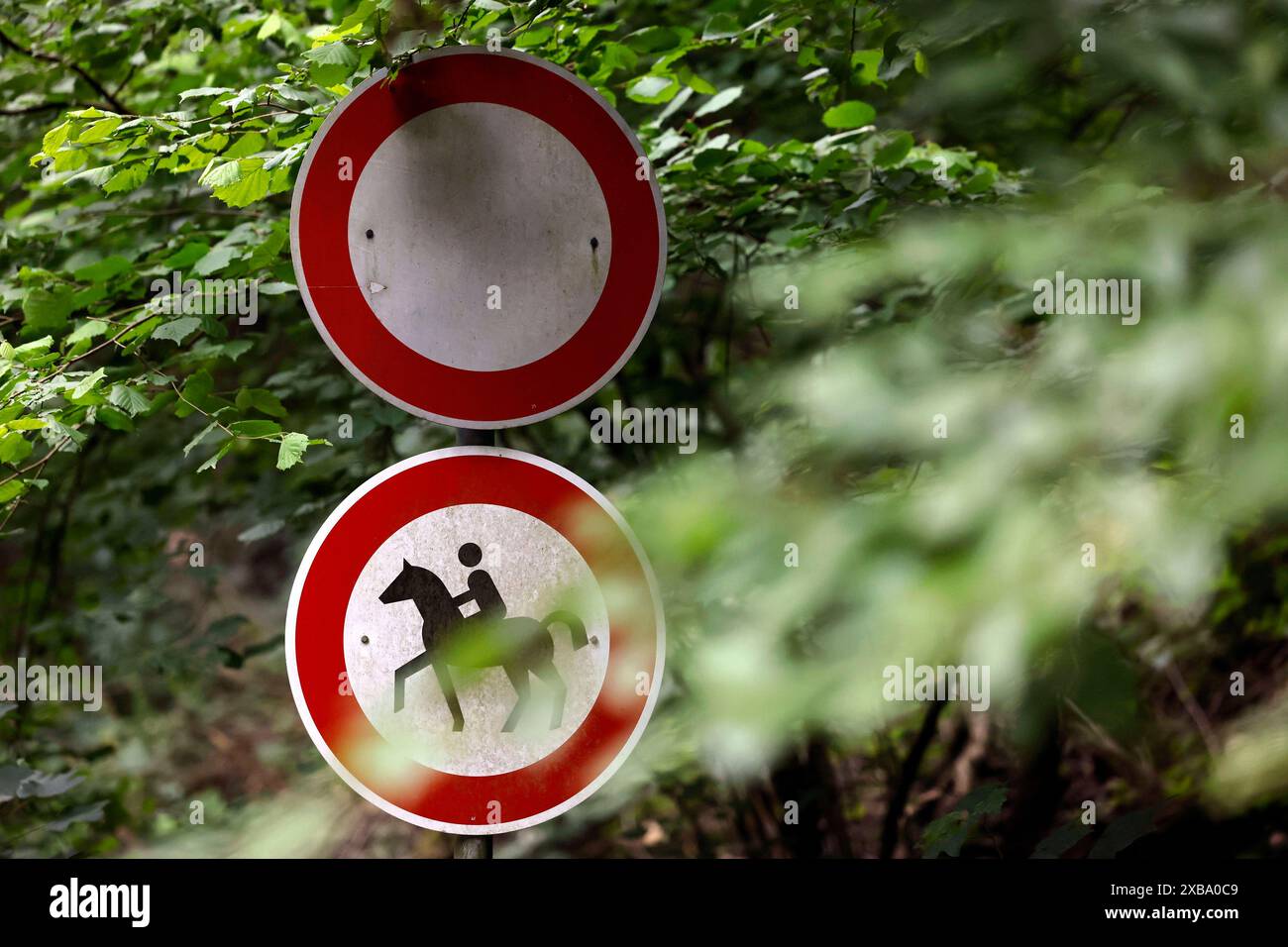 DAS Vorschriftzeichen 257-51 Verbot für Reiter zu sehen an einem Waldweg im Königsdorfer Forst. Es handelt sich um ein Verkehrsschild in runder Form ronde mit rotem Rand. DAS Piktogramm in seiner Mitte zeigt ein Pferd mit Reiter in Schwarz auf weißem Grund. DAS Verkehrszeichen schreibt ein Reitverbot vor, das Führen von Pferden ist hingegen erlaubt. Zusätzlich zu sehen : Das Vorschriftszeichen Verbot für Fahrzeuge aller Art , a été über Fahrverbote in bestimmten Verkehrsbereichen aufklärt. Themenbild, Symbolbild Frechen, 10.06.2024 NRW Deutschland *** le panneau de réglementation 257 51 interdiction de ri Banque D'Images