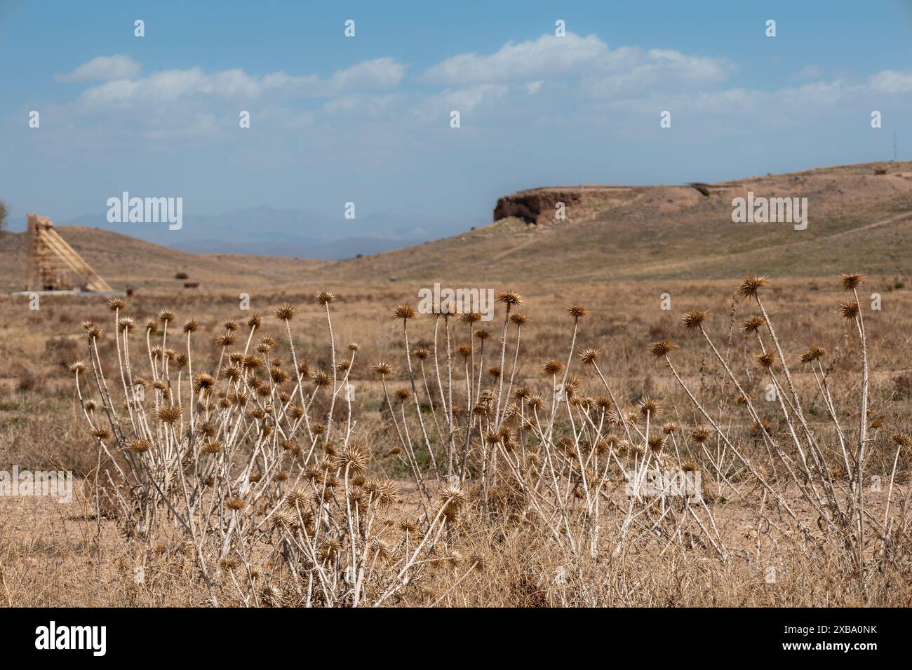 Plantes de chardon sauvage dans un paysage sec Banque D'Images