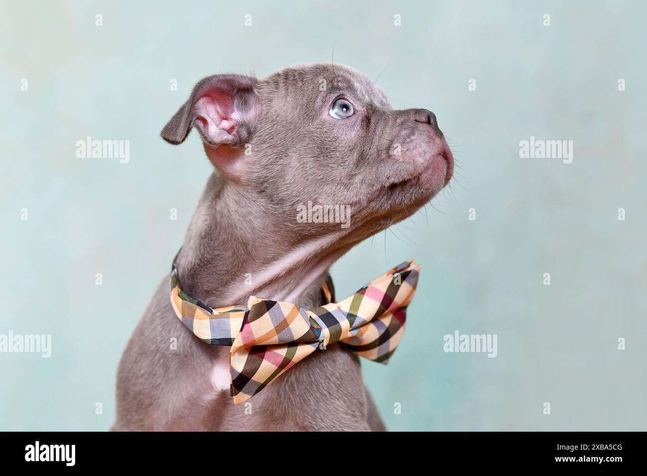 Portrait de chondrodysplasie chiot de chien bouledogue français libre devant le fond de studio Banque D'Images