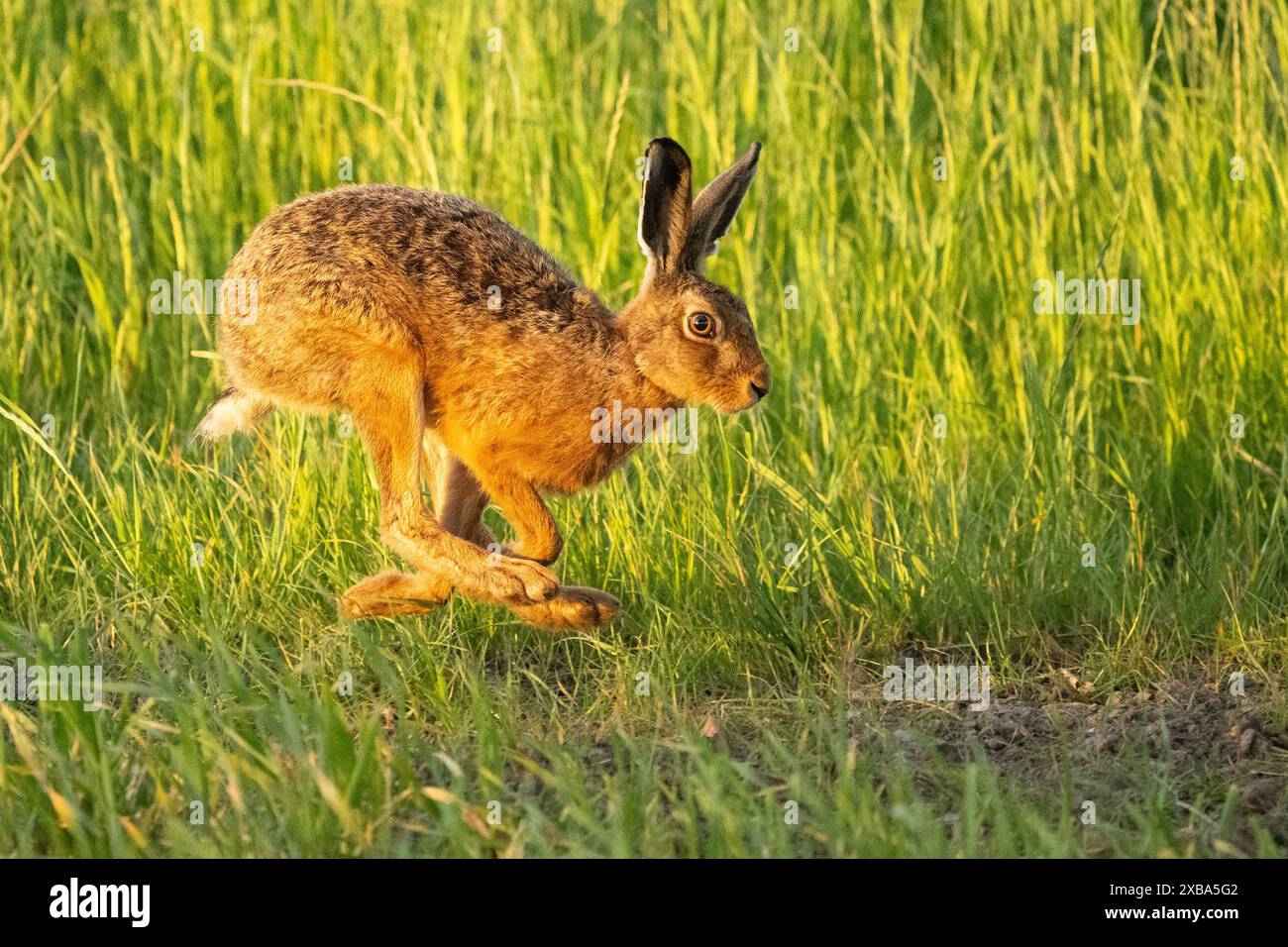 Lièvre brun (Lepus europaeus) courant le long du bord d'un champ arable, Écosse, Royaume-Uni Banque D'Images