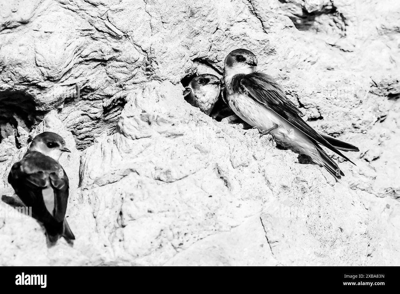 Uferschwalben Nistplatz Steilufer auf der Insel Poel Uferschwalben Nistplätze *** légende locale *** *** Sand martin site de nidification sur une rive escarpée sur l'île de Poel Sand martin sites de nidification locale Banque D'Images