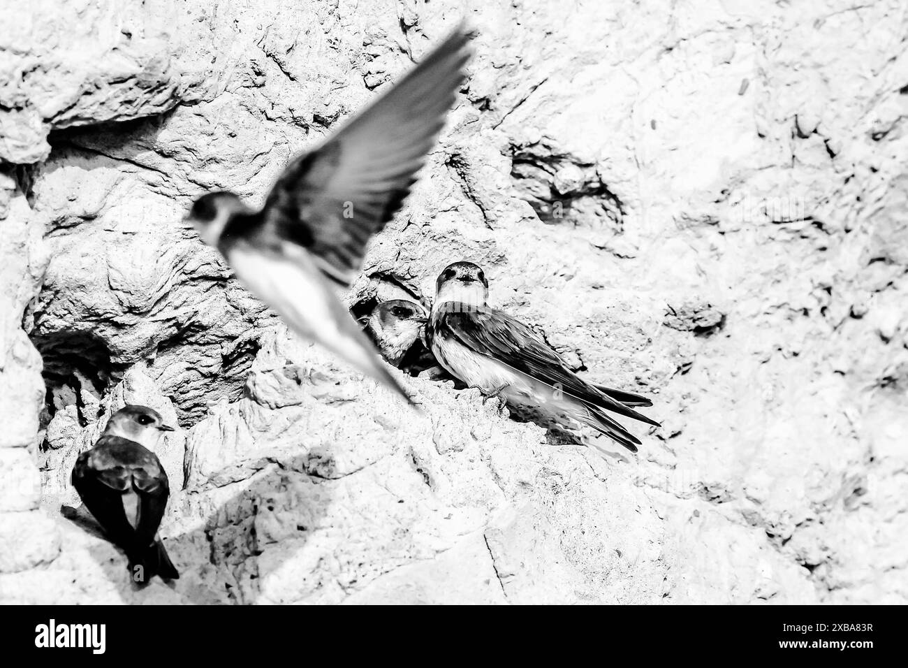 Uferschwalben Nistplatz Steilufer auf der Insel Poel Uferschwalben Nistplätze *** légende locale *** *** Sand martin site de nidification sur une rive escarpée sur l'île de Poel Sand martin sites de nidification locale Banque D'Images