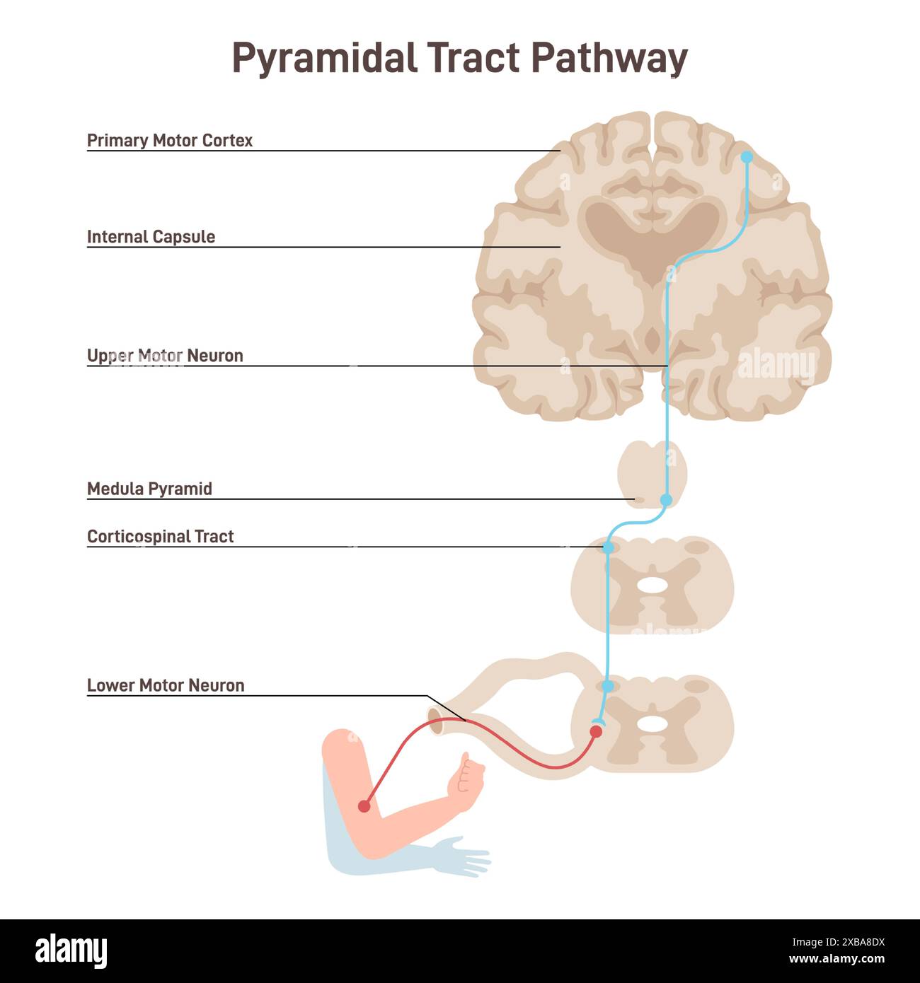 Voie pyramidale. Système nerveux somatique, contrôle volontaire du corps et des muscles du visage. Différences des motoneurones supérieurs dans le contrôle musculaire corporel. Illustration vectorielle plate Illustration de Vecteur
