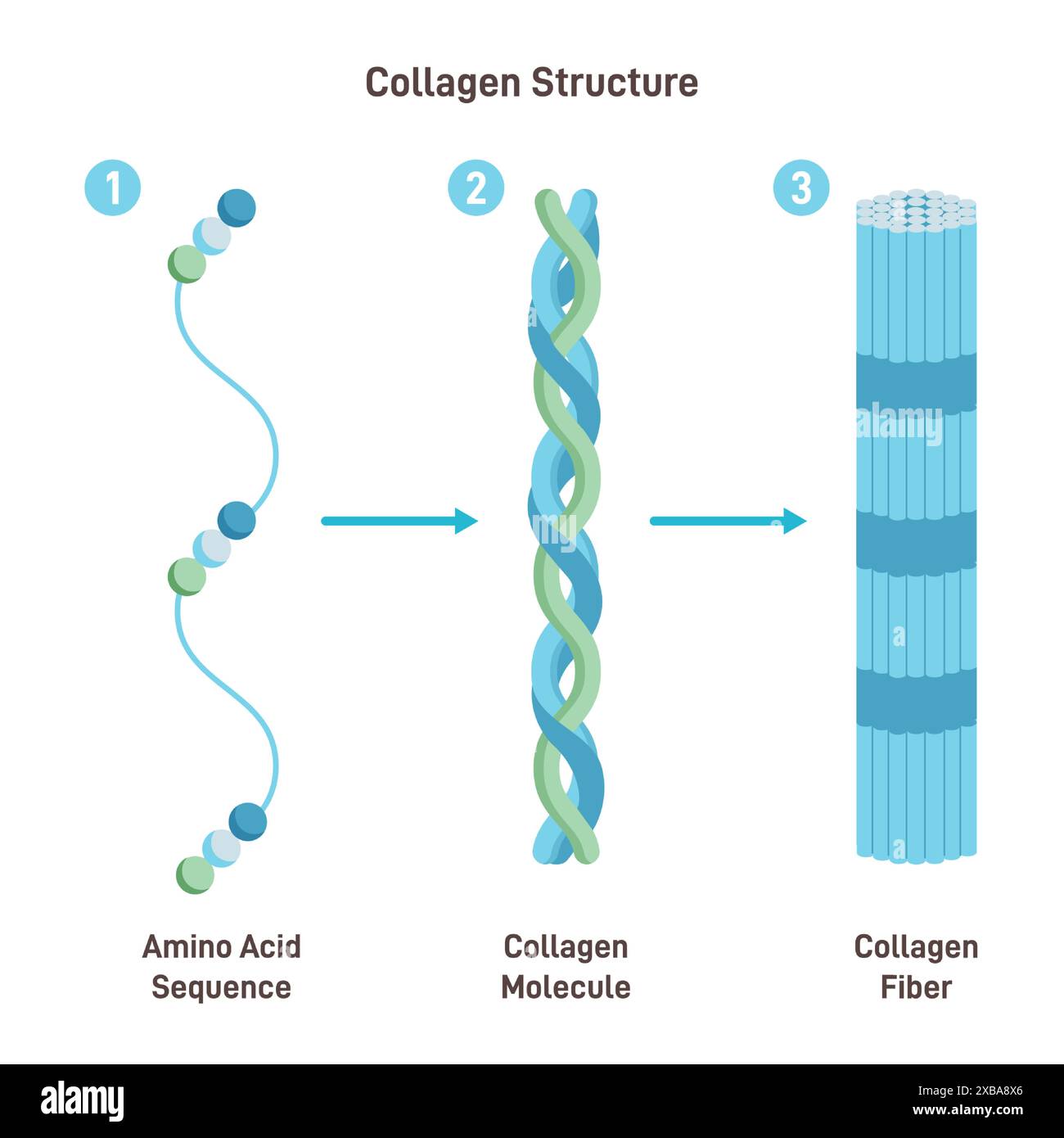 Structure de collagène. La chaîne de séquence d'acides aminés forme trois bobines de polypeptides pour former du tropocollagène. Le tropocollagène se lie ensemble pour former une fibrille. Les fibrilles se lient ensemble pour former une fibre de collagène. Illustration vectorielle plate Illustration de Vecteur