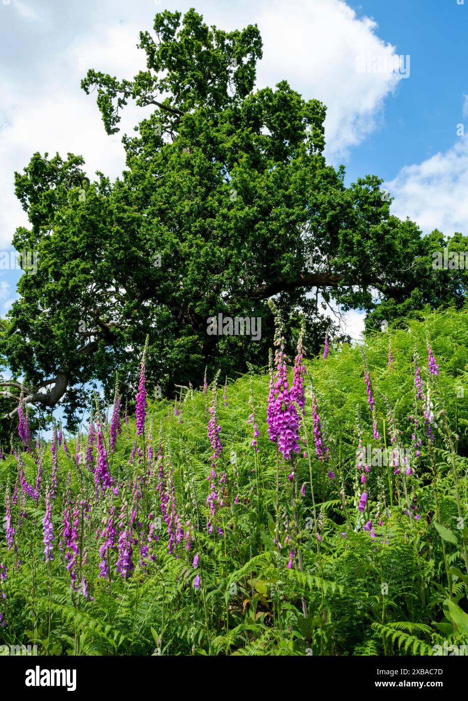 Les jardins de Knole Park à Sevenoaks, Kent Banque D'Images