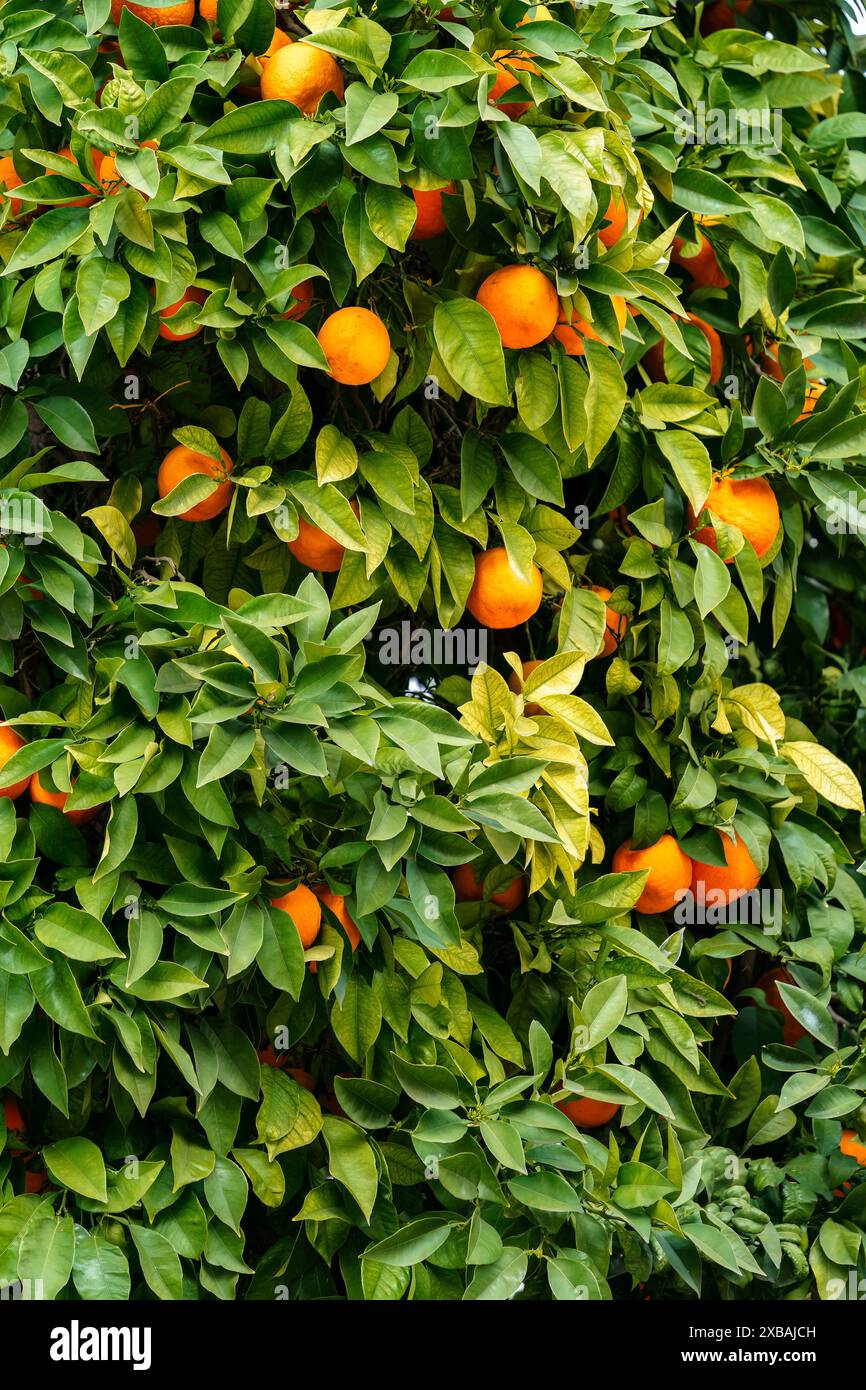 Gros plan d'oranges vibrantes suspendues aux branches d'un oranger Banque D'Images