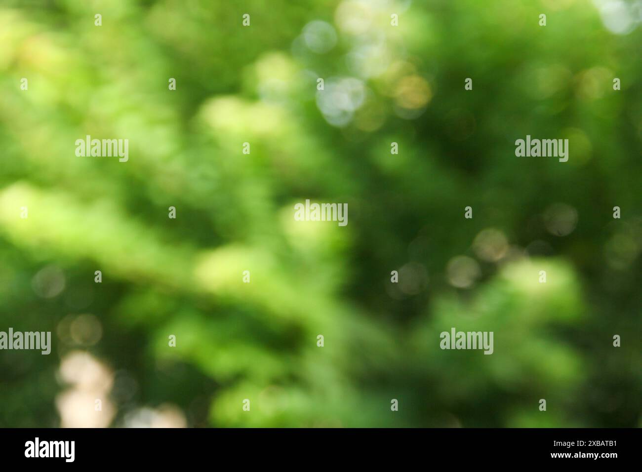 Flou ou flou avec arrière-plan bokeh du feuillage en journée ensoleillée Banque D'Images