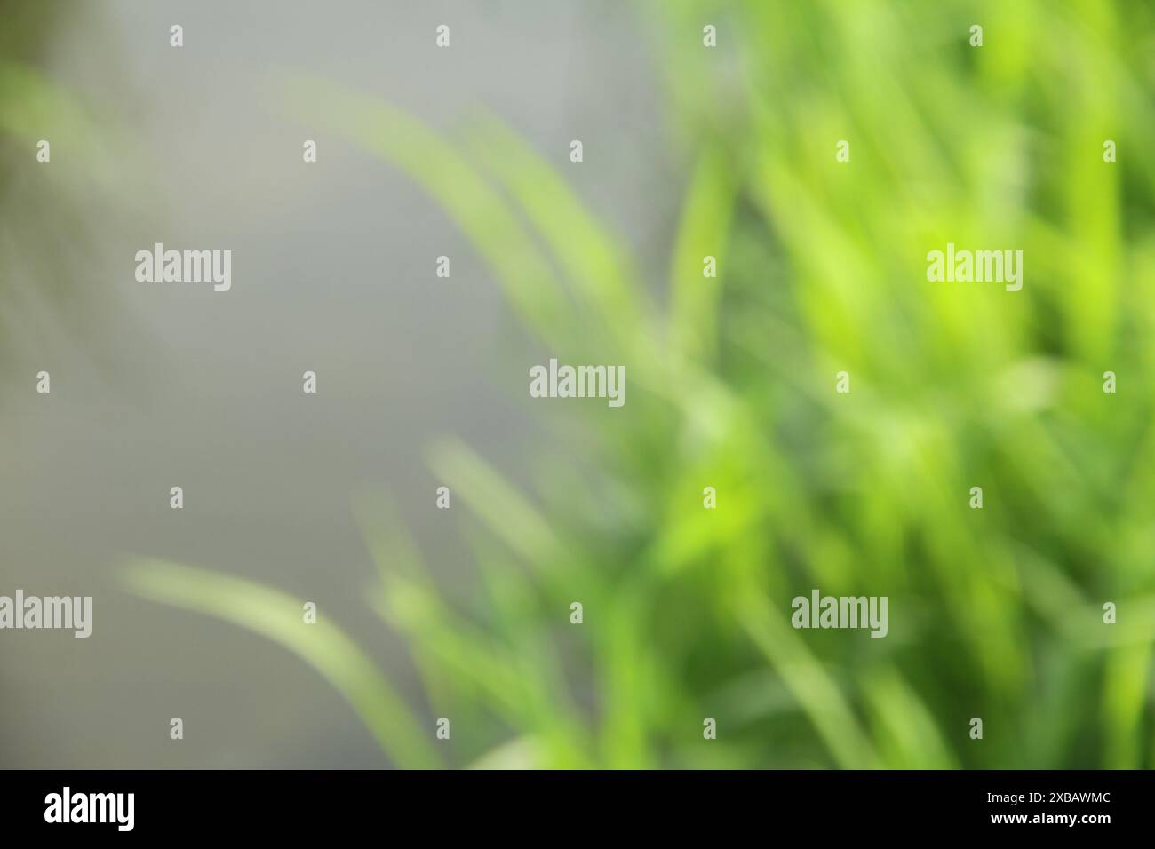 Flou ou flou avec arrière-plan bokeh du feuillage en journée ensoleillée Banque D'Images