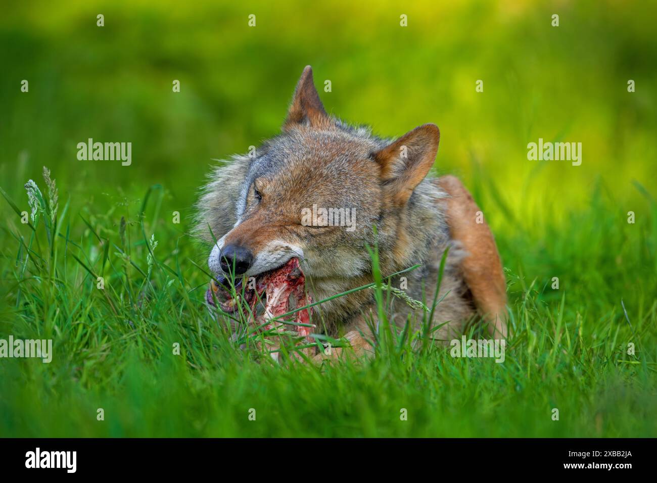 Loup eurasien / loup gris (Canis lupus lupus) rongeant sur la viande et l'os de sa proie dans les prairies / prairies Banque D'Images