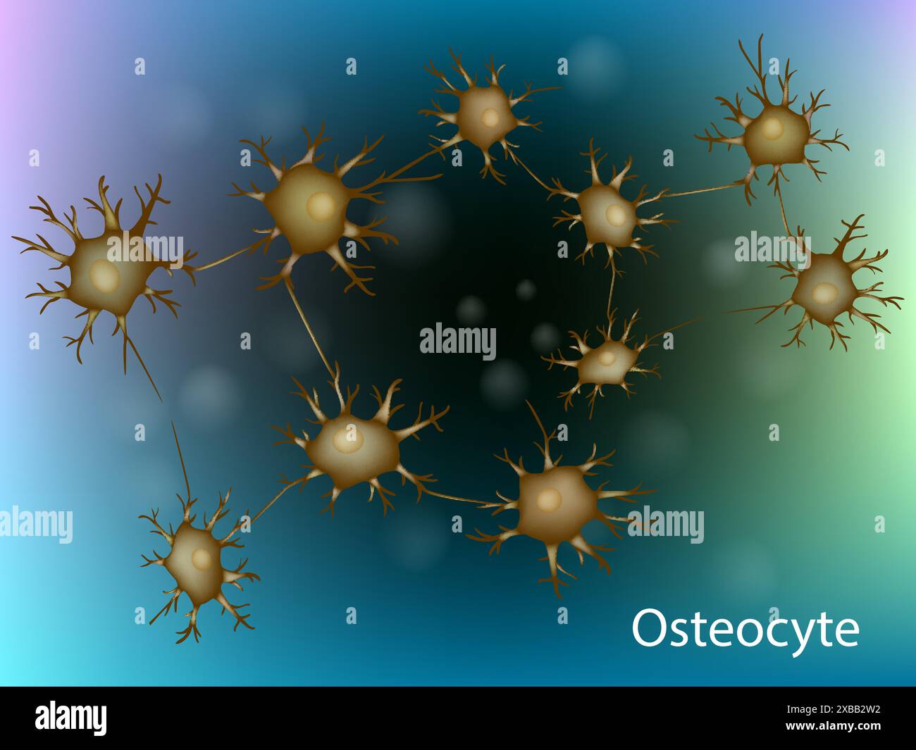 Les cellules de l'ostéocyte osseux mature. Illustration de Vecteur