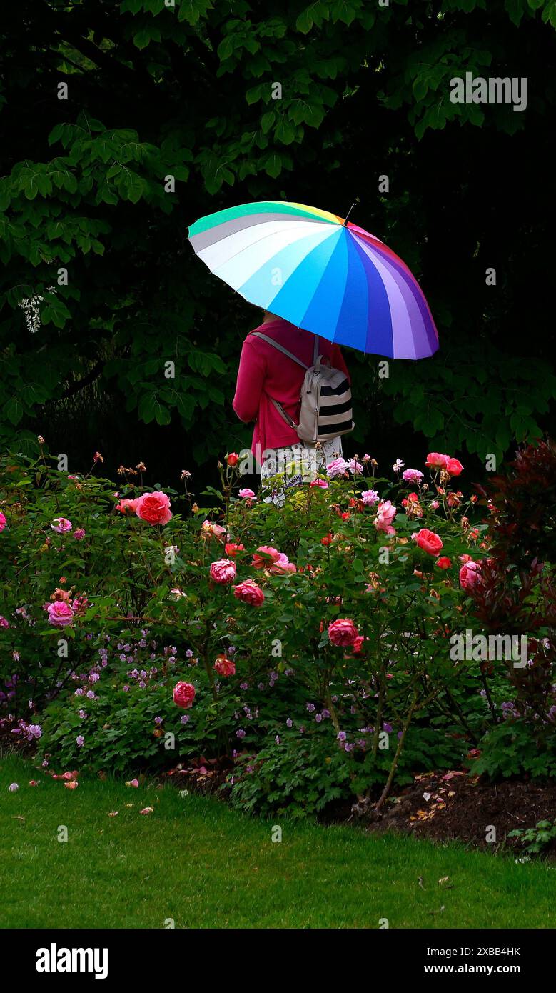 Personne vue marcher avec un parapluie multicolore dans la roseraie. Banque D'Images
