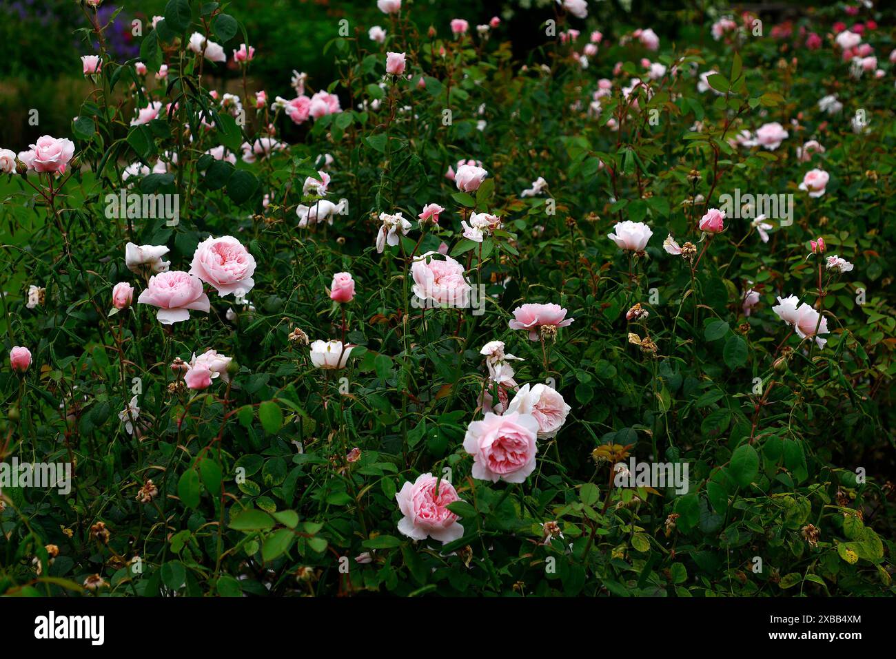 Gros plan de la fleur rose pâle de la floraison répétée David Austin English Garden arbuste rose rosa Wisley 208. Banque D'Images