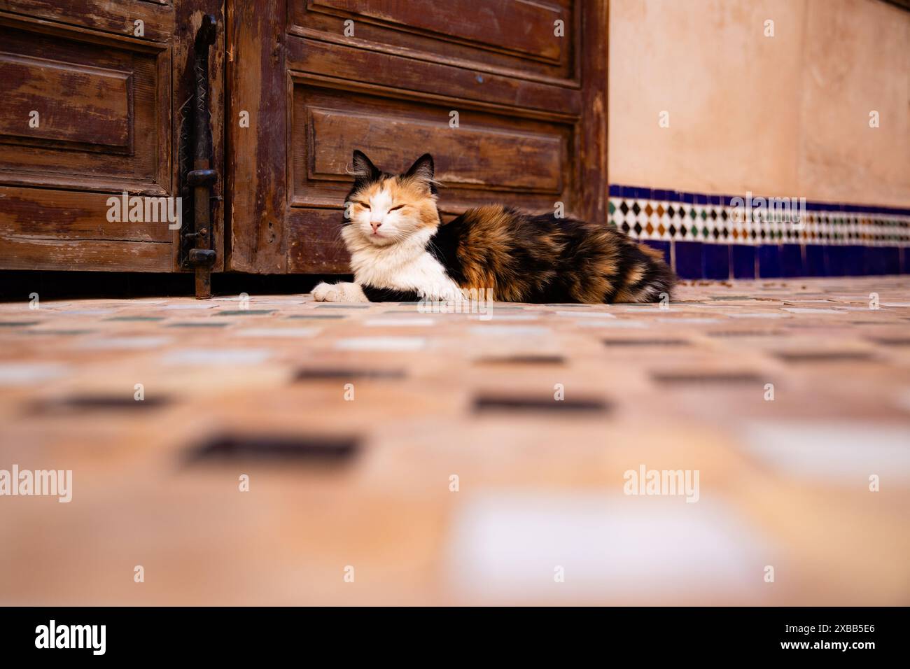 Un chat fait la sieste devant une porte à Marrakech, Maroc Banque D'Images