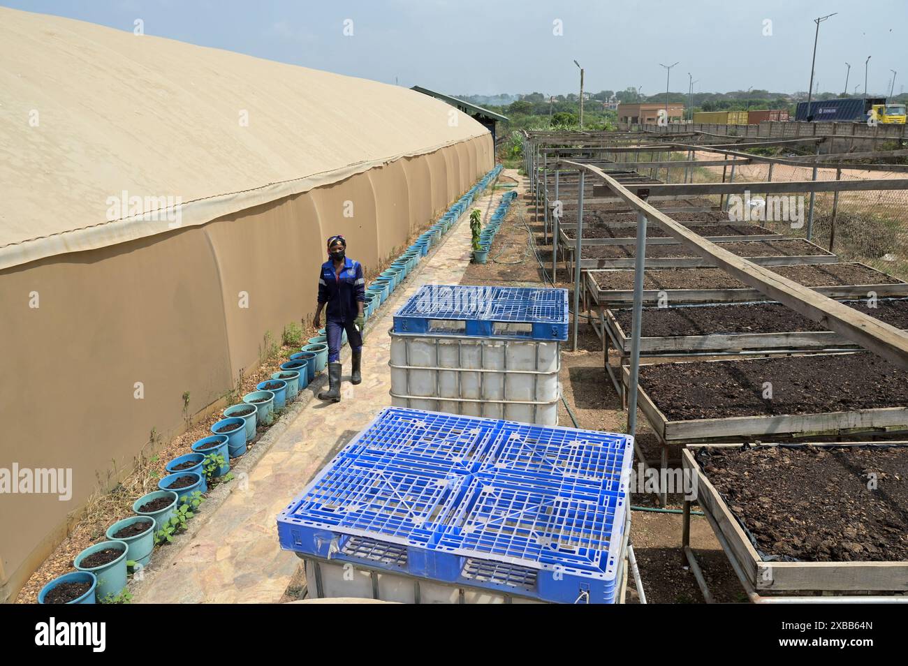 GHANA, Accra Tema, Ashaiman, Safisana biogaz et usine de compostage, déchets organiques sont utilisés pour la production de biogaz et de compost, compostage de démonstration de l'utilisation de compost avec salade / GHANA, Safi Sana Biogasanlage und Kompostwerk, organisateur Abfall wird zu Biogas vergärt und Kompost verarbeitet, Kompostanwendung, Salat Anbau Banque D'Images