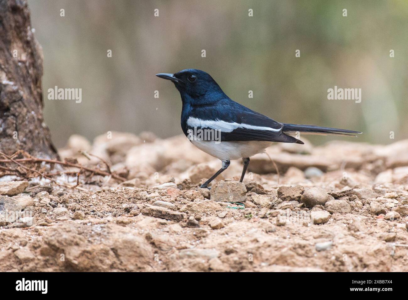 Oiseau rouge-gorge de pie orientale au repos Banque D'Images