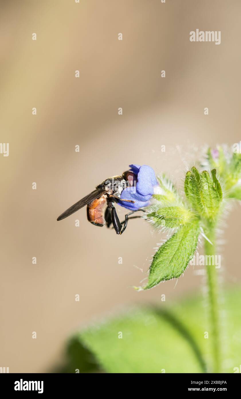 Vue de côté d'un Hoverfly à cuisse (Tropidia scita) qui montre clairement l'encoche de la cuisse sur la patte arrière qui est distinctive pour cette espèce Banque D'Images