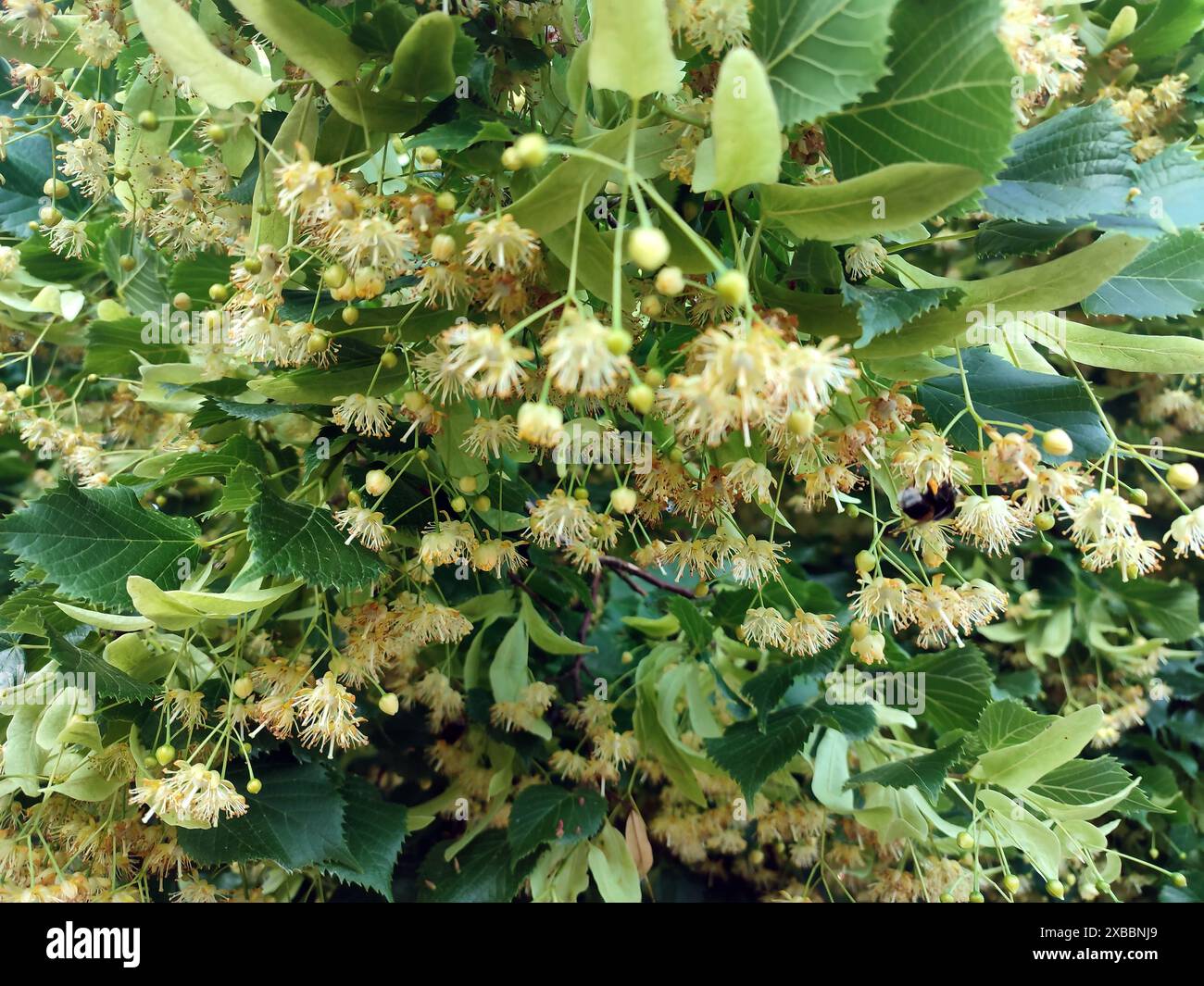 Fleurs de linden grappes tilia cordata, citron vert à petites feuilles, floraison de tilleul. Pharmacie, apothicaire, médecine naturelle, tisane cicatrisante, Ar Banque D'Images