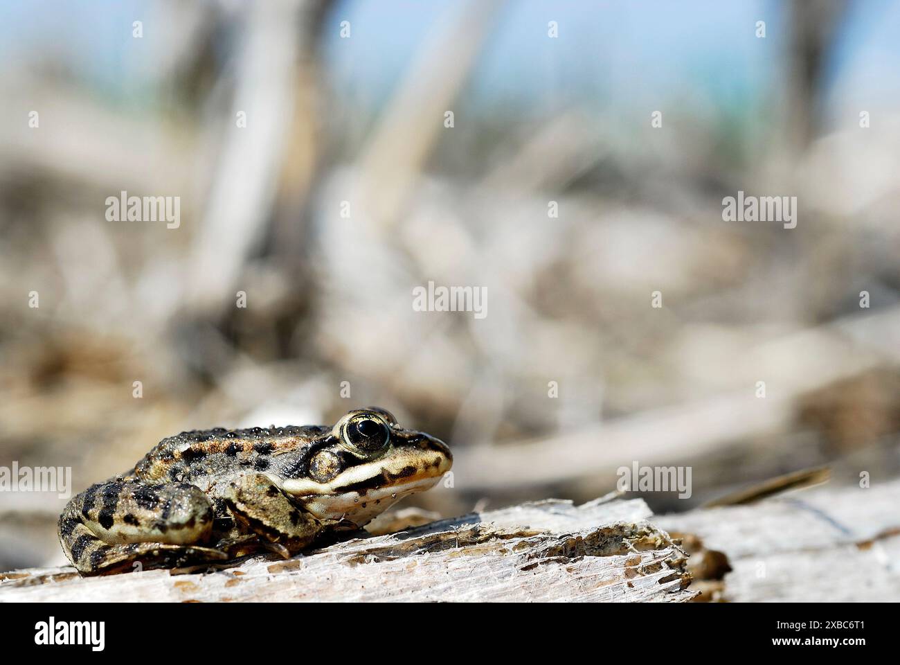 Grenouille commune (Pelophylax lessonae) à Ciglat, Zavod, Zahorie, Slovaquie Banque D'Images