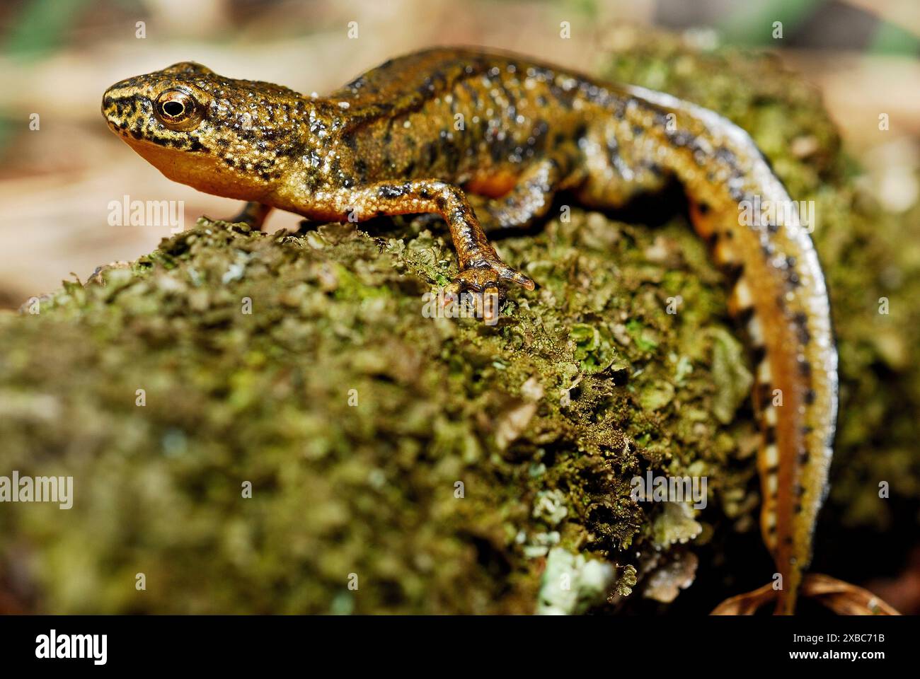 Triton des Carpates (Lissotriton montandonii) dans un étang de la région de Nizna Revuca, Liptov, Slovaquie Banque D'Images