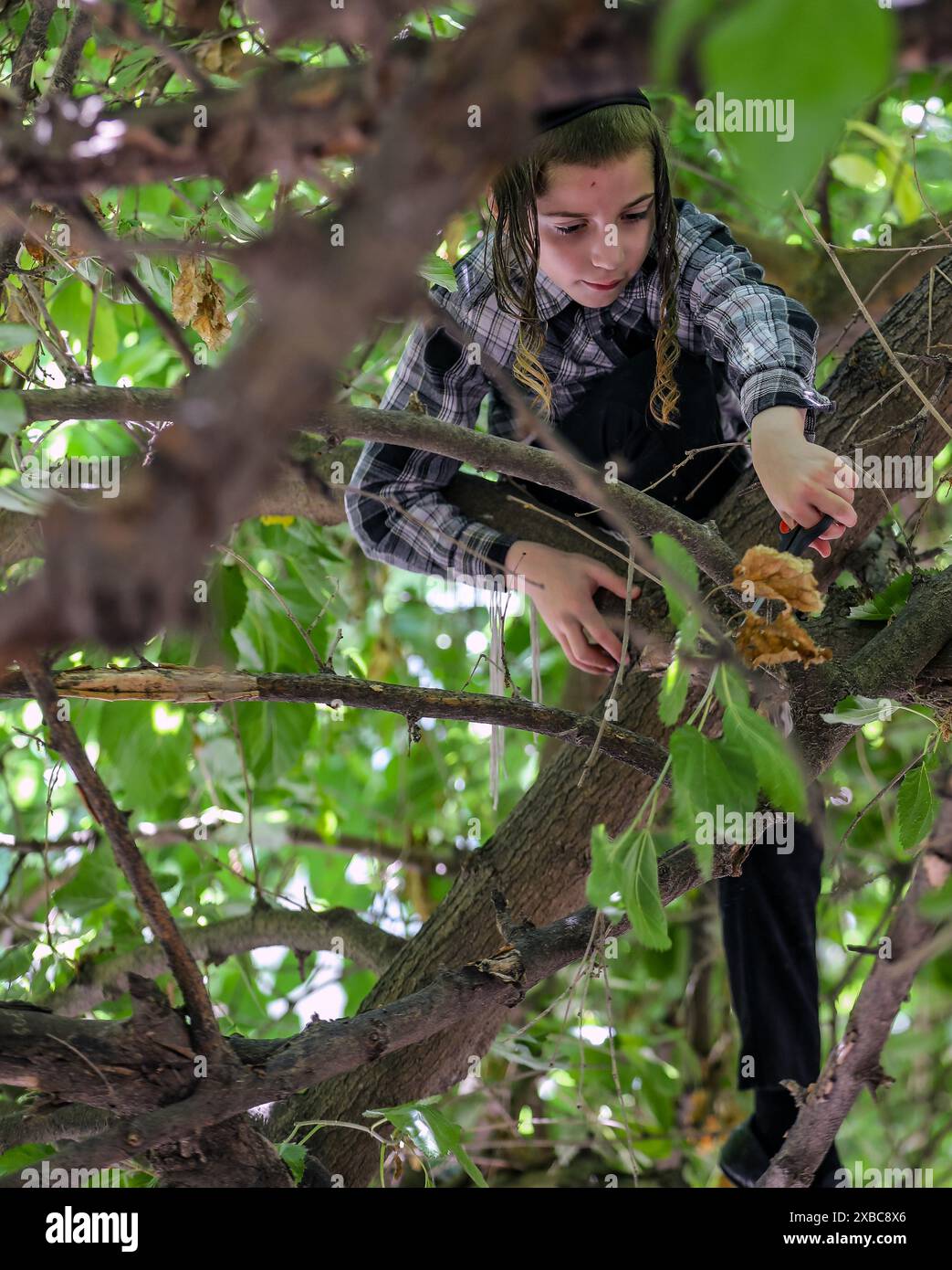 Jérusalem, Israël, 11 juin 2024 garçon juif ultra-orthodoxe, dans le quartier Mea Shearim grimpent sur un arbre Morus pour ramasser des branches pour décorer sa maison à la fête Shavuot (fête des semaines) crédit : Yoram Biberman/Alamy Live News. Banque D'Images