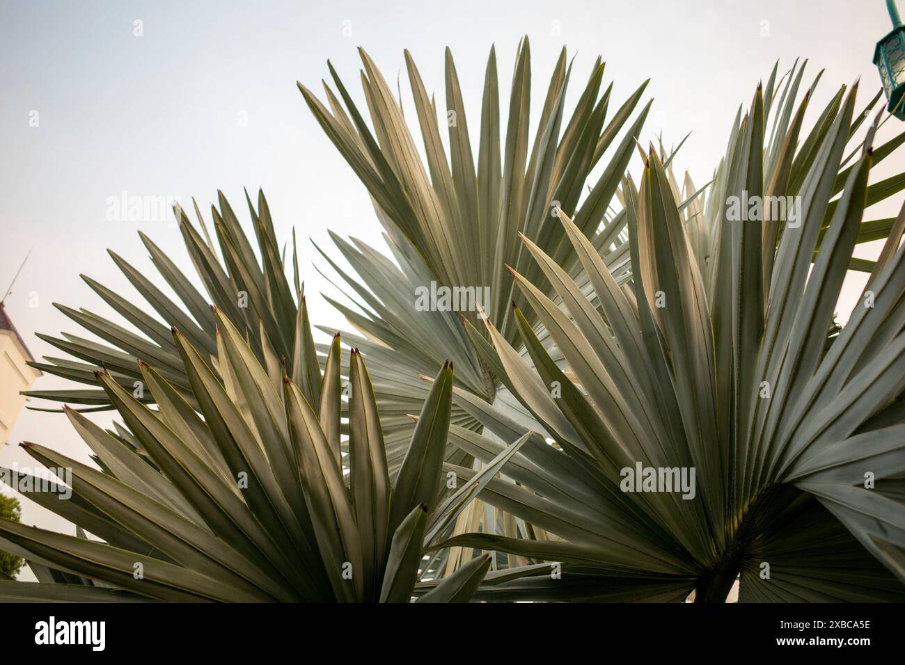 Bismarckia nobilis ou feuille de palmier Bismarck, un palmier pour un politicien. Banque D'Images