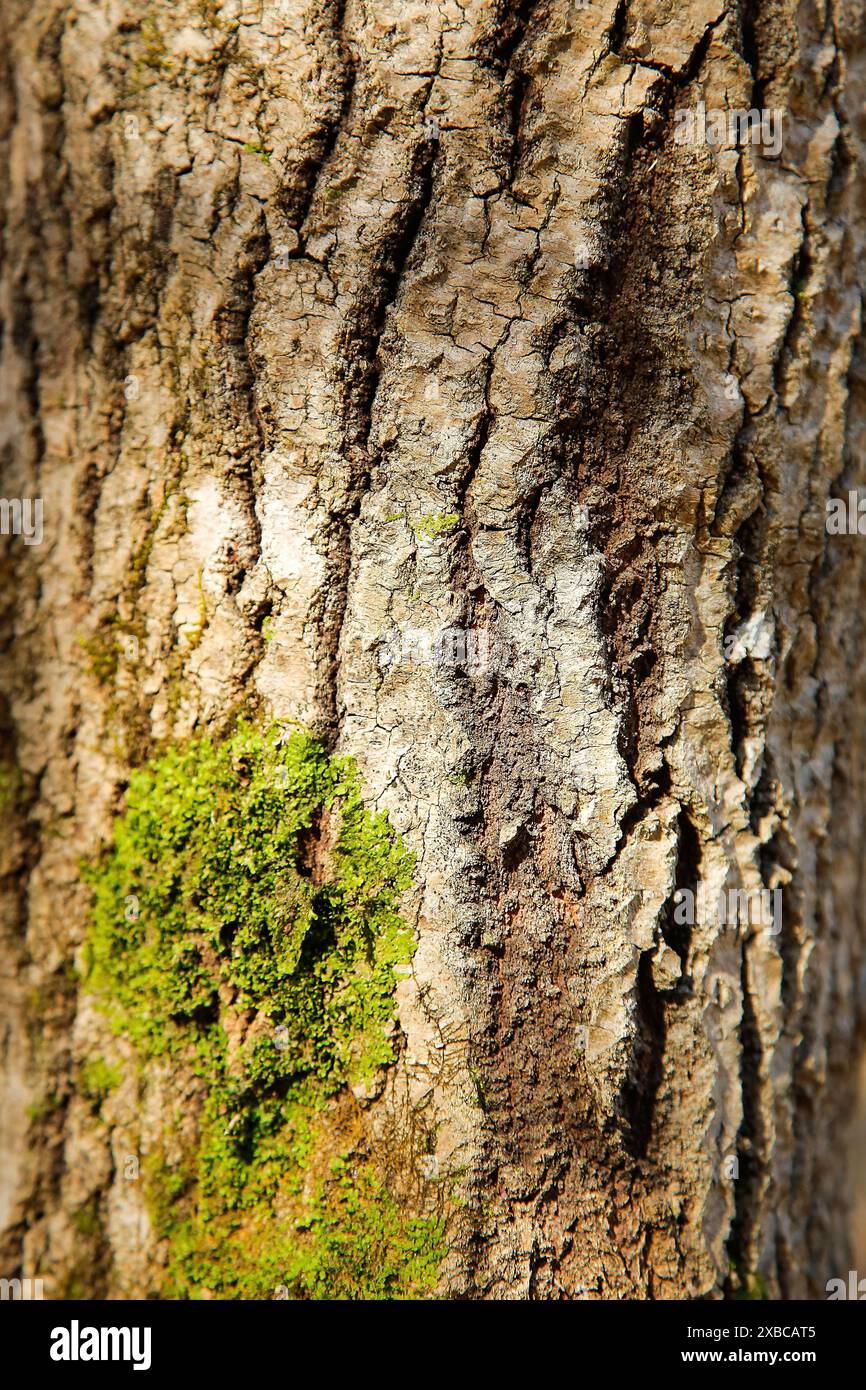 Gros plan d'un tronc d'arbre avec de l'écorce texturée et une tache de mousse verte, image de fond Banque D'Images