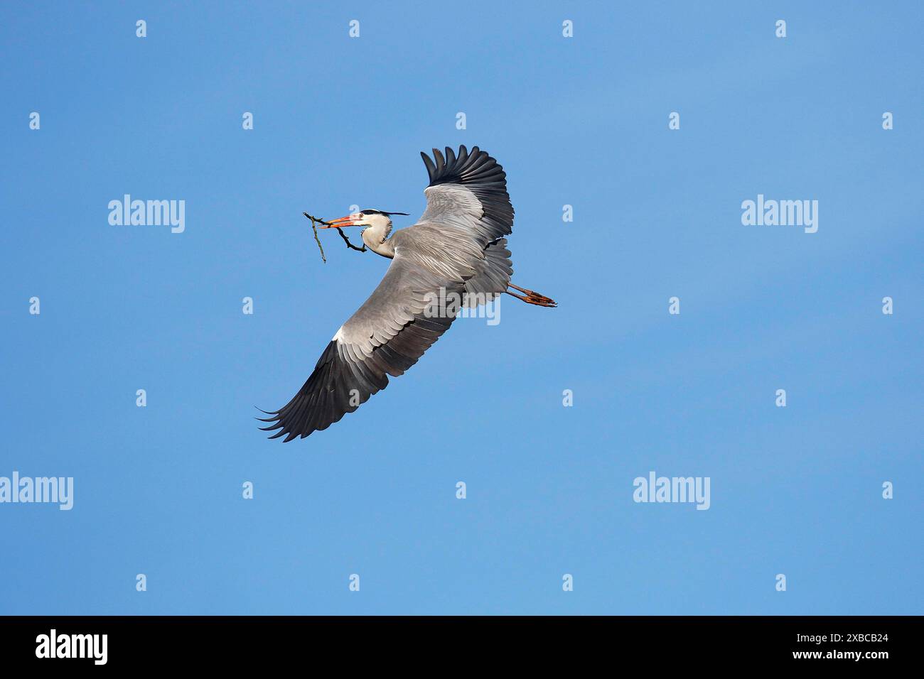 Héron gris (Ardea cinerea) en vol avec une branche comme matériau de nidification dans son bec, Schleswig-Holstein, Allemagne Banque D'Images