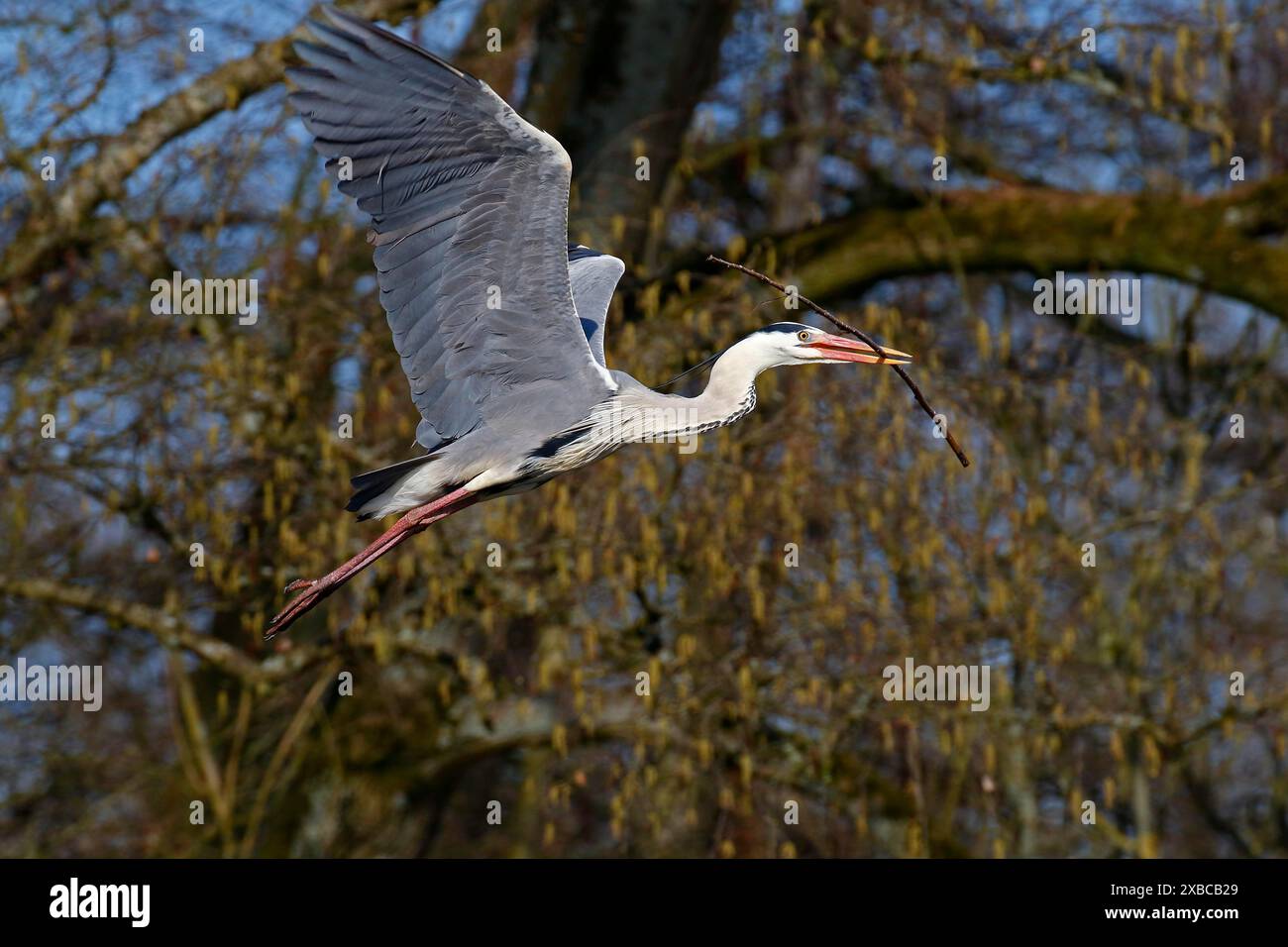 Héron gris (Ardea cinerea) en vol avec une branche comme matériau de nidification dans son bec, Schleswig-Holstein, Allemagne Banque D'Images