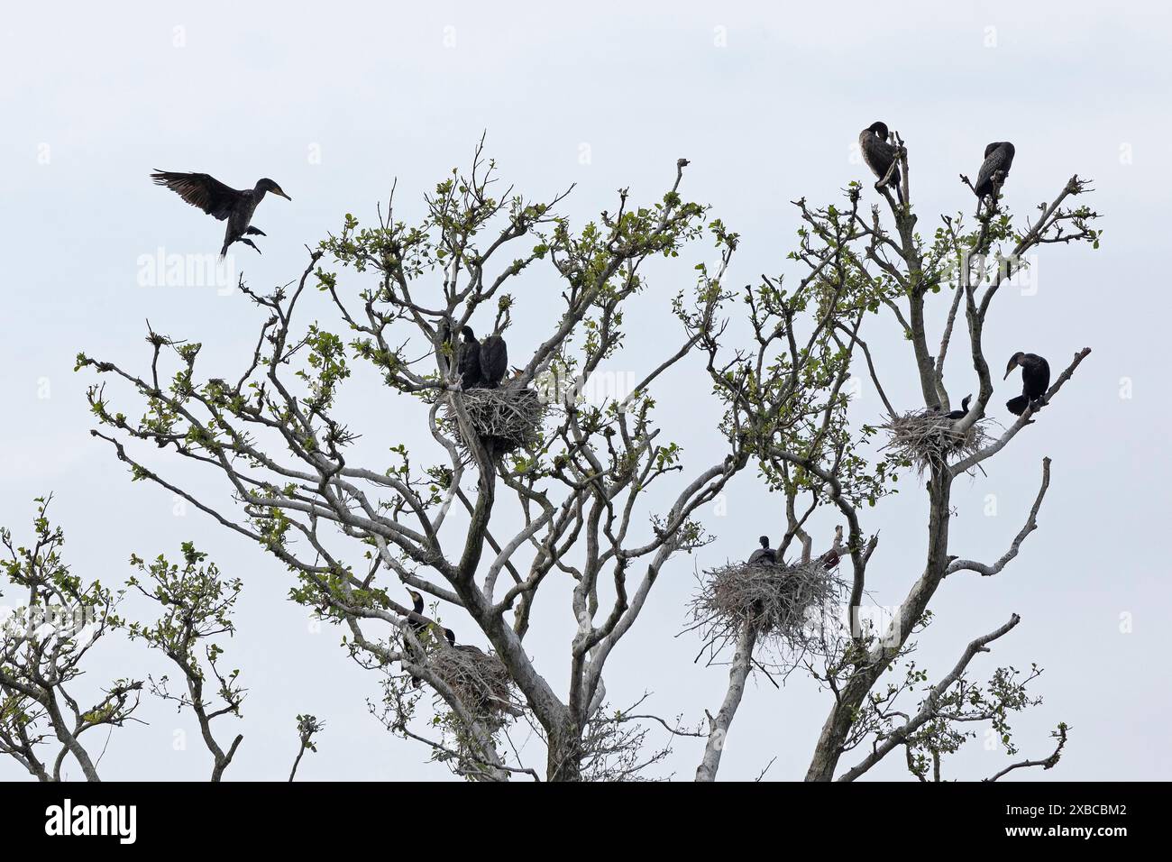 Colonie de cormorans, grand cormoran volant (Phalacrocorax carbo), nid, jeune, Geltinger Birk, Geltinger Bucht, Nieby, Schleswig-Holstein, Allemagne Banque D'Images