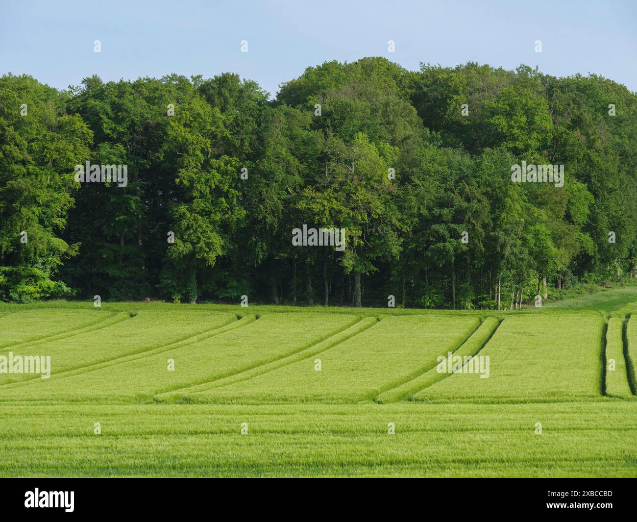 De vastes champs verts s'étendent à une lisière de forêt dense, la scène est calme et idyllique, Billerbeck, Muensterland, Rhénanie du Nord-Westphalie, Allemagne Banque D'Images