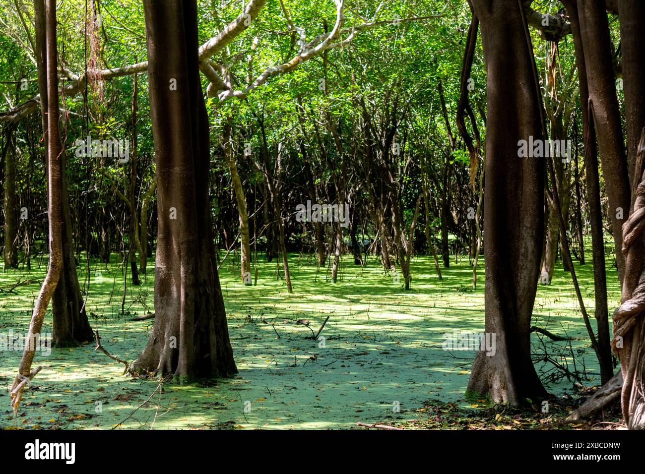 Forêt amazonienne dans la rivière Ucayali Banque D'Images