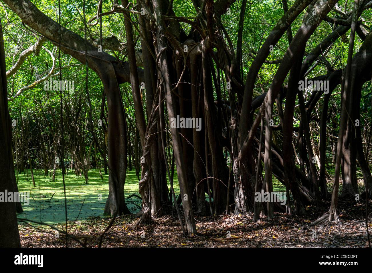 Forêt amazonienne dans la rivière Ucayali Banque D'Images