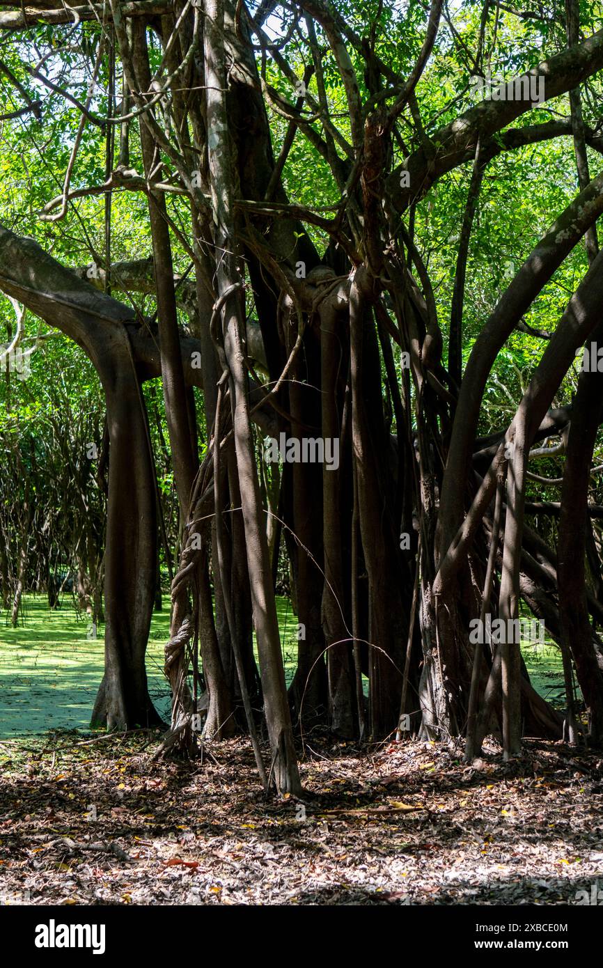 Forêt amazonienne dans la rivière Ucayali Banque D'Images