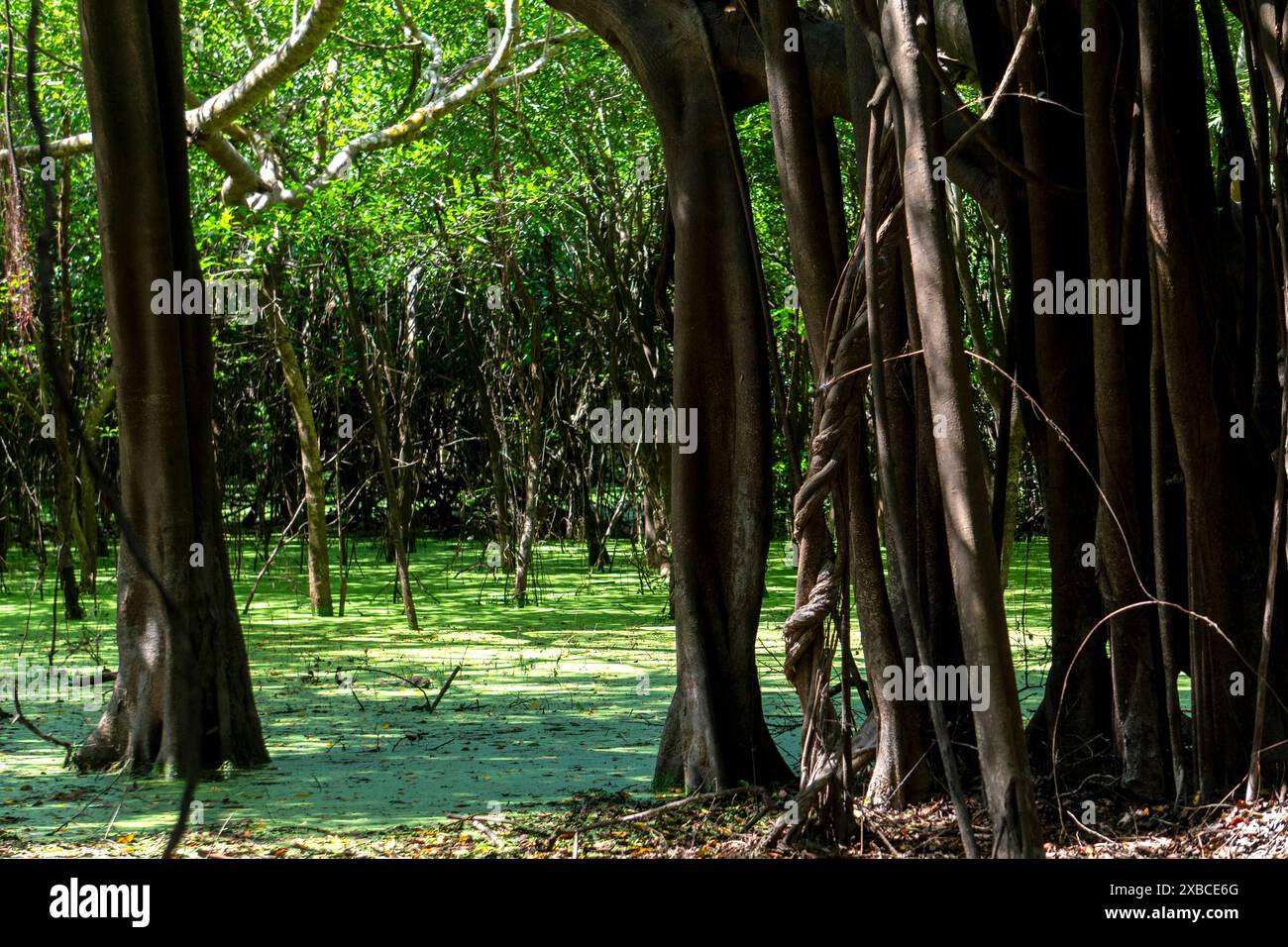 Forêt amazonienne dans la rivière Ucayali Banque D'Images