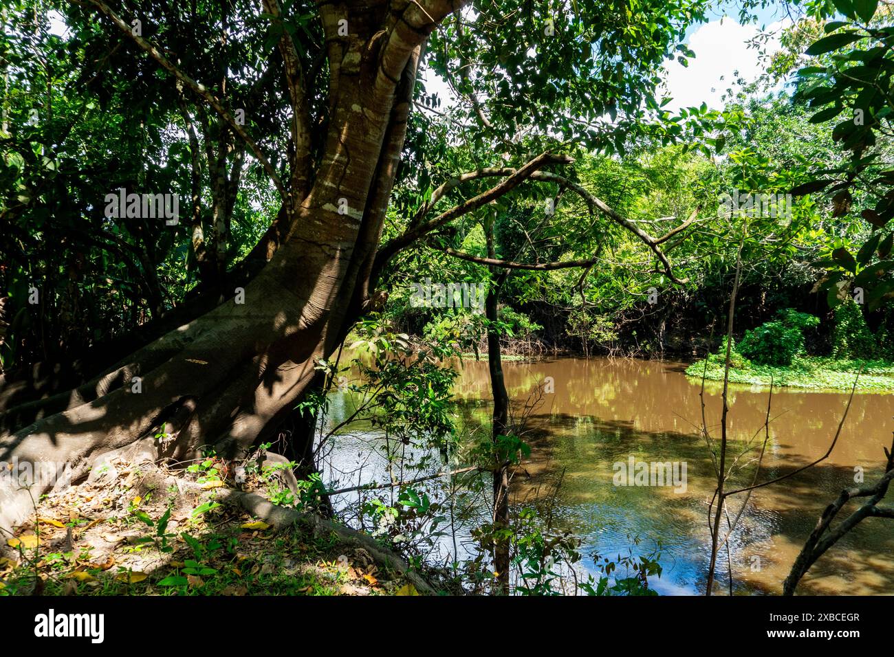 Forêt amazonienne dans la rivière Ucayali Banque D'Images