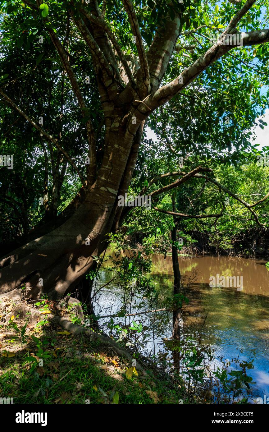 Forêt amazonienne dans la rivière Ucayali Banque D'Images