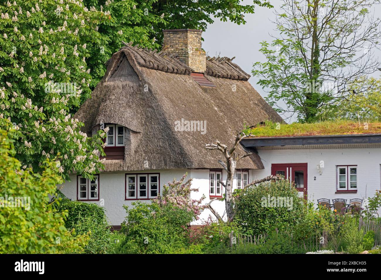 Maison de toit de chaume, arbre, châtaignier, fleur de châtaignier, Kappeln, Schlei, Schleswig-Holstein, Allemagne Banque D'Images