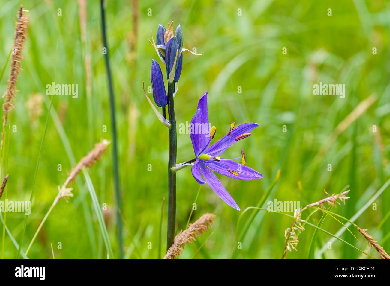 Blue Camas au jardin dans les bois Framingham ma Banque D'Images