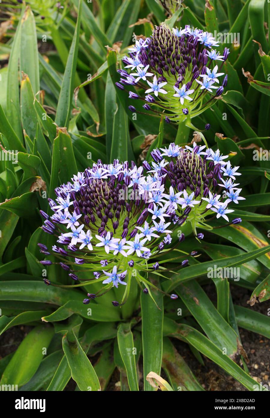 Lys cubains ou courge portugaise, Scilla peruviana, Asparagaceae. Méditerranée, Portugal, Ibérie, Italie, Afrique du Nord-Ouest. Banque D'Images